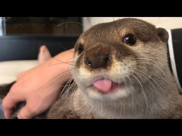 Otter Sakura morning greetings!