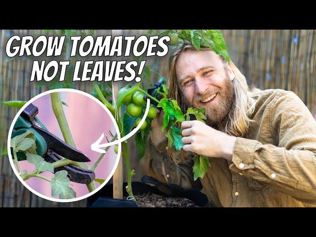 How to PRUNE + POLLINATE Any Tomato Plant | The Most Effective Strategies