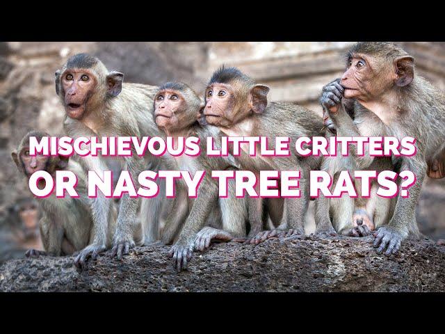 Macaques: Mischievous Little Critters or Nasty Tree Rats?