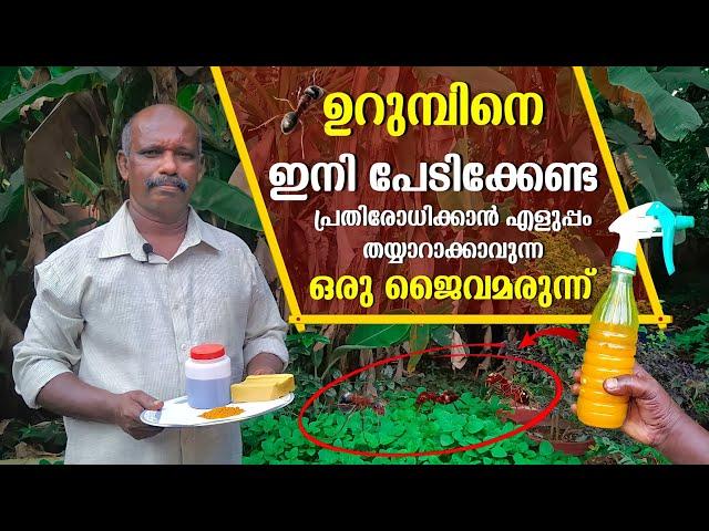 ഉറുമ്പിനെ പ്രതിരോധിക്കാൻ ഒരു ജൈവമരുന്ന് | Urumb Shalyam Akattan ? | An Organic Drug To Combat Ants