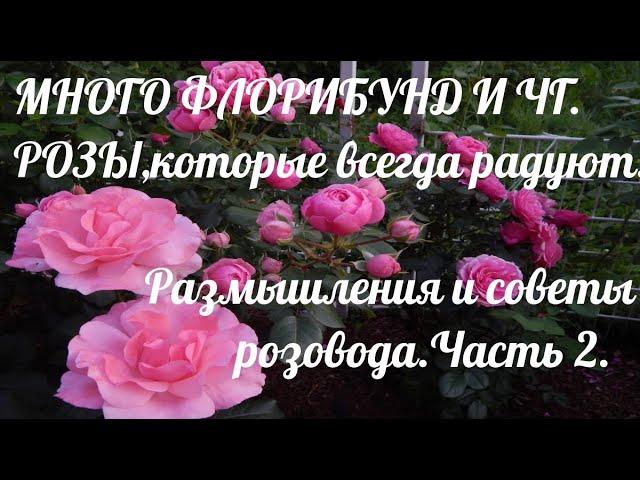 Флорибунды и ЧГ в моём саду.Лучшие для северных садов.Советы розовода.Часть 2.