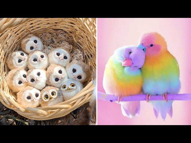 Smart And Funny Parrots Parrot Talking Videos Compilation (2024) - Cute Birds #39