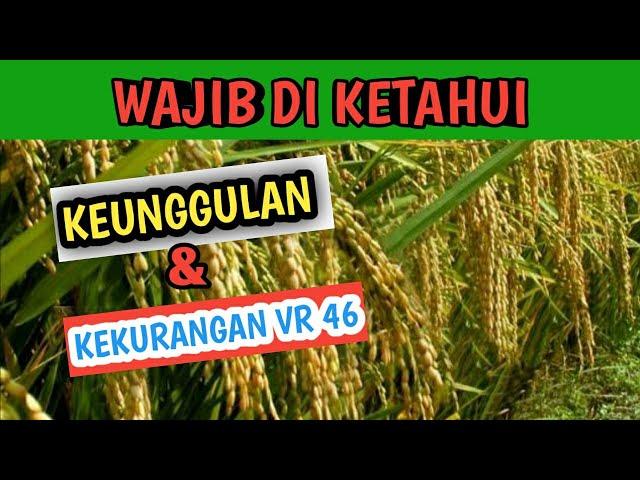 PADI VR46 || kelebihan n dan kekurangan padi vr 46