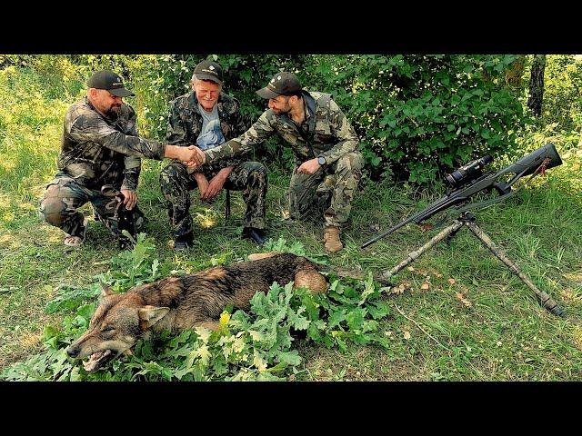 Волк на вабу. Охота в Беларуси