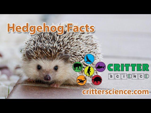 Hedgehog Facts