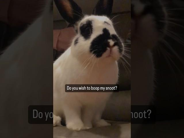 Double tap to boop the bunny snoot!funny pets cute bunny free roam rabbit #funnyanimals #shorts