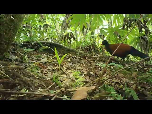 Bird thought to be extinct for 140 years has been rediscovered