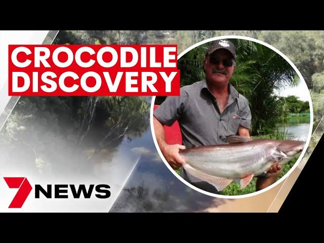 Queensland crocodile attack, human remains found in croc at Cape York’s Kennedy River in Lakefield