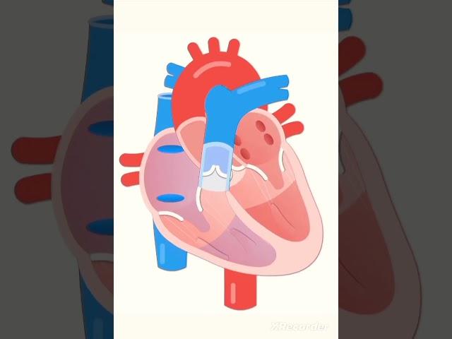 Heart beat, Cordiac cycle  3D animation #shorts  #tgt #pgt #2023 #biology #neet