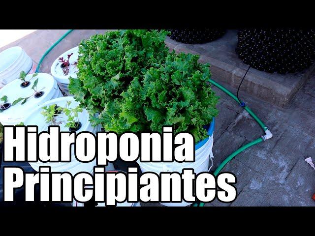 Como empezar en la hidroponia || hidroponia para principiantes || lechuga hidroponia || Bananafabric