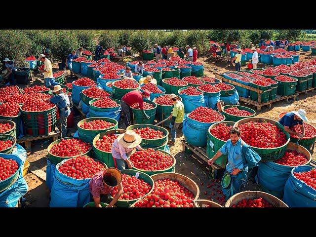 How Australian Farmers Produce Billions Of Tons of Fruit Every Day