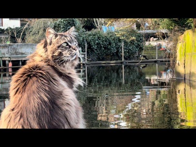 Louis is meeting a surprised cat watching him kayaking!  