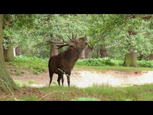 Red deer stag rut call, Red stag roaring, 4k