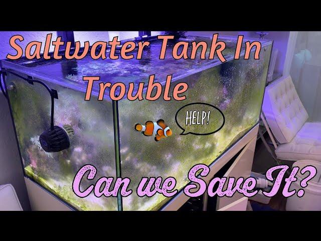 Fish Tank Troubles