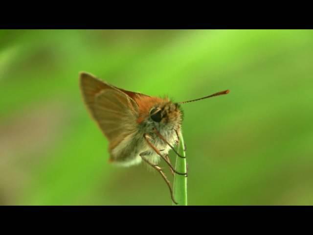 Small Skipper (Thymelicus sylvestris) / Braunkolbiger Braun-Dickkopffalter Ƹ̵̡Ӝ̵̨̄Ʒ﻿ 1