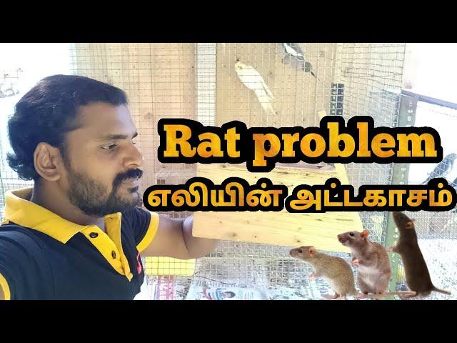 rat problem in birds aviary