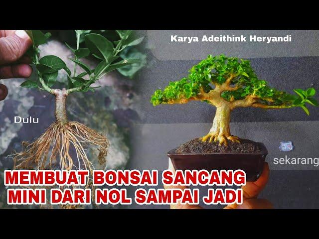 Proses membuat bonsai sancang dari NOL sampai JADI Karya Adeithink Heryandi