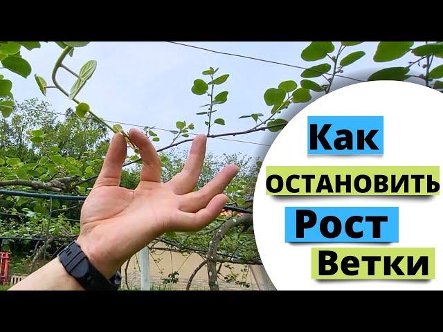 Останавливаем рост ветки киви. Как остановить точку роста?