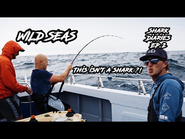 Shark Diaries: Ep.2 - Catch & Release Shark Fishing With BIG SURPRISE!