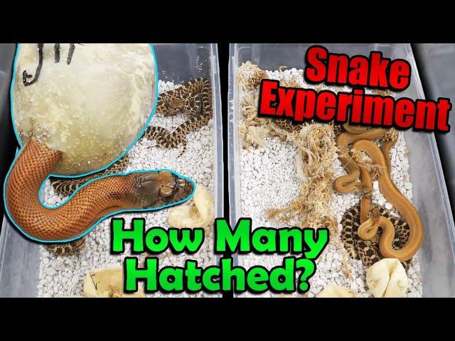 Experiment Results! Incubating Snake Eggs in our Bullsnake's Cage!