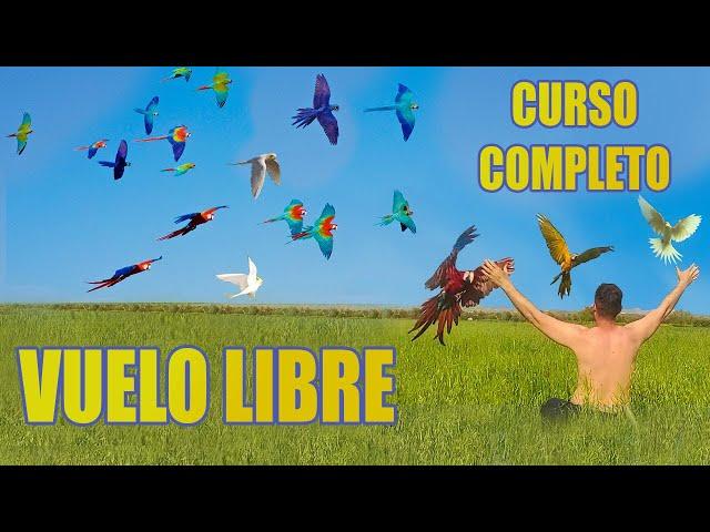  COMO HACER VUELO LIBRE CON LOROS TUTORIAL COMPLETO!!!