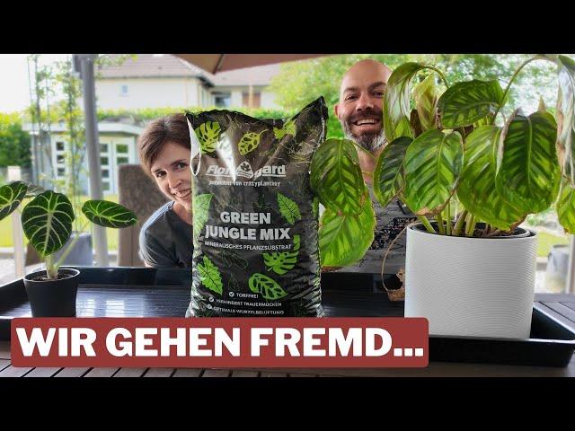 Der Game Changer für deine Zimmerpflanzen? Floragard Green Jungle Mix Umtopftest