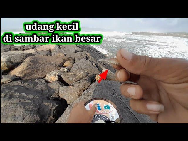 Tarikan ikan besar ini bikin panik, mancing ikan pakai umpan udang hidup kecil