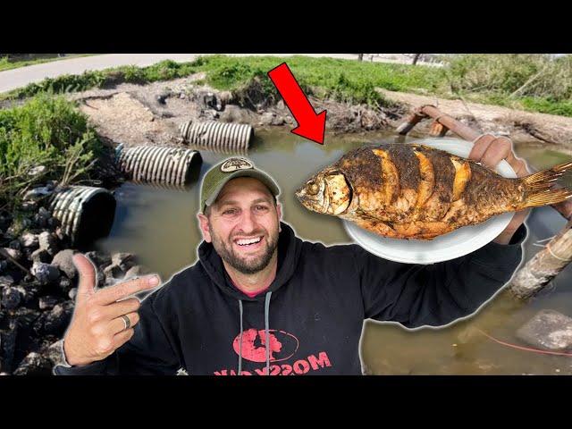 Eating BIG FISH from a ROADSIDE DITCH