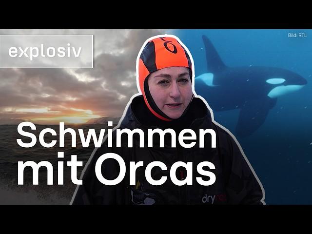 Orca-Safari in Norwegen: Das gibt’s wirklich! | Explosiv – Das Magazin