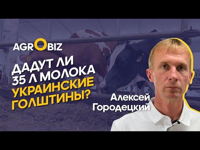 Импорт молочного скота в Казахстан — чем кормить, как содержать украинских голштинов? |КХ Прекрасное