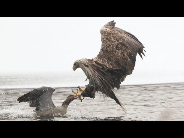 Seeadler schlägt Graugans 1   Eagle hunts Goose 1