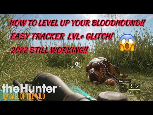 The Hunter: Call Of The Wild | How To Level Up Your Bloodhound! (Tracker+)