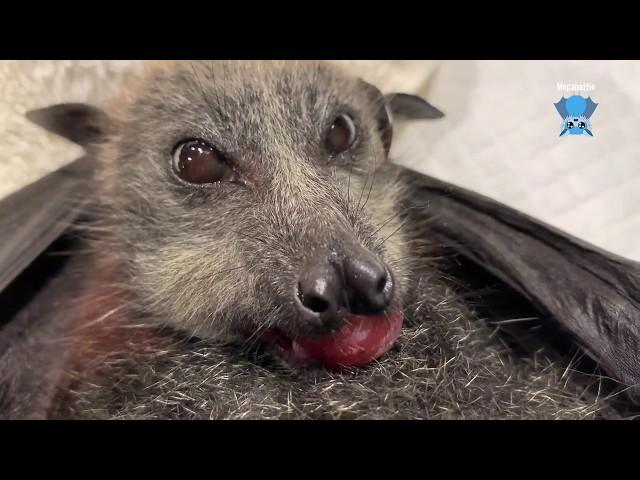 Juvenile flying-fox in care part 2:  this is Martie