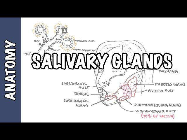 Salivary glands - Anatomy and Physiology