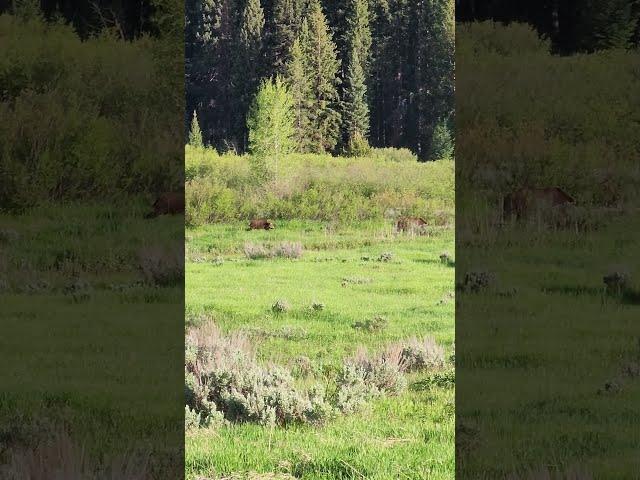 Grizzly Bear (Ursus arctos horribilis) & Her Cubs - Grand Teton National Park 2023