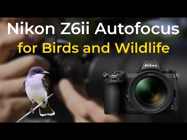 Nikon Z6ii - Autofocus Guide for Wildlife and Bird Photography