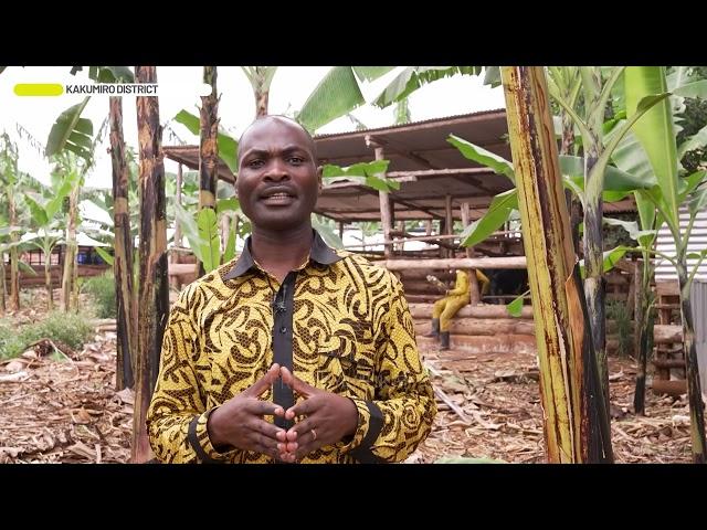 Meet Fred Byamukama a four acre model practitioner at Kakumiro, Uganda