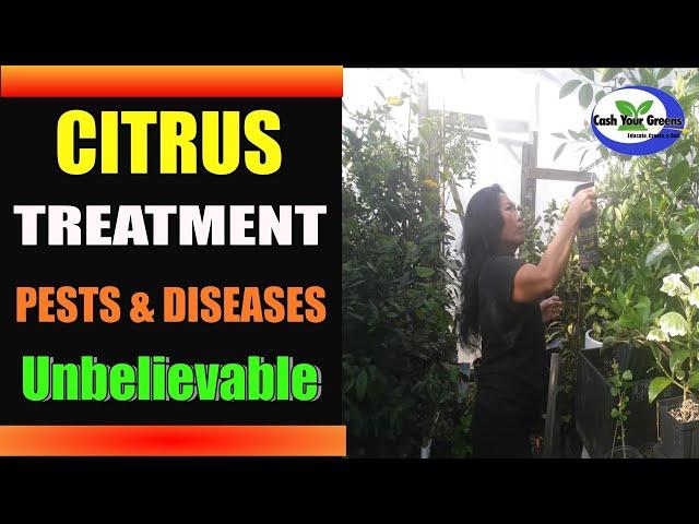 CITRUS TREATMENT - Diseases and Pests - Indentifcation Made Easy