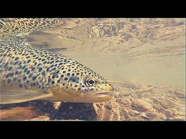 Fly Fishing the World Famous Provo river. Incredible Green Drake Hatch