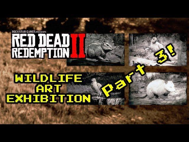 Red Dead 2 | Wildlife Art Exhibition Walkthrough - Part 3 (chipmunk, oriole, robin and opossum)