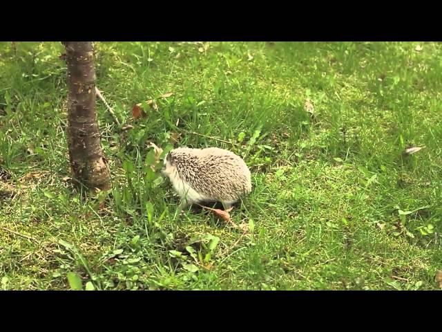 Sushi the Speedy Hedgehog