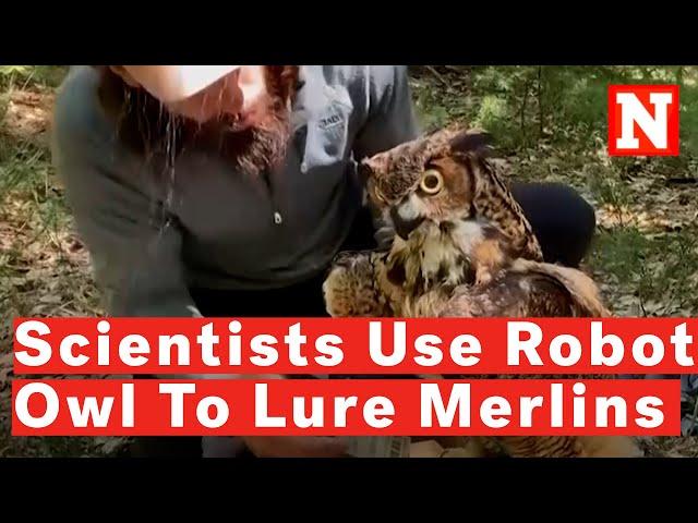 Scientists Use Robotic Owl To Cleverly Lure Merlins For Research