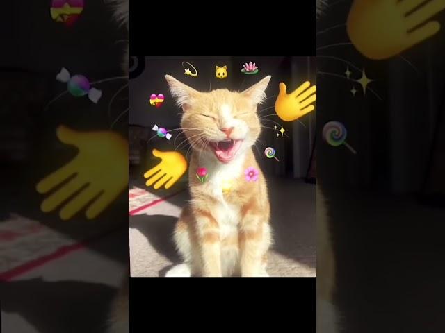 милое видео:3 #мило #коты #смайлы #няшное