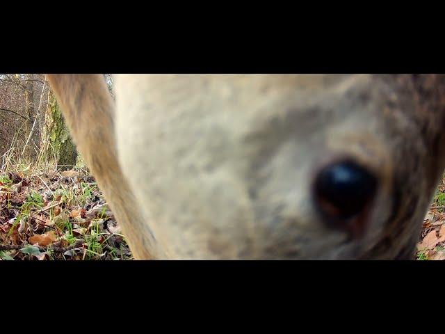 Deer close up