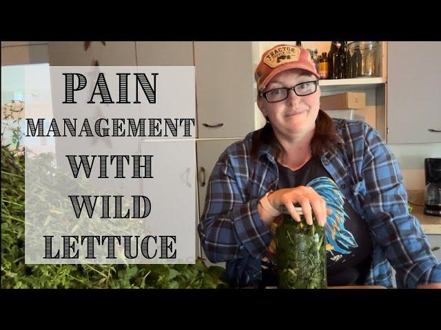 Herbal PAIN MANAGEMENT || Making Wild Lettuce Tincture