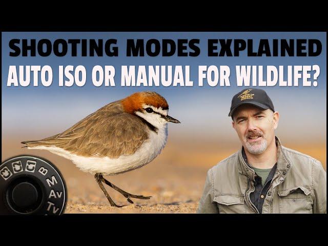 Bird Photography Shooting Modes Explained - Auto ISO or Manual, Does It Really Matter for Wildlife?