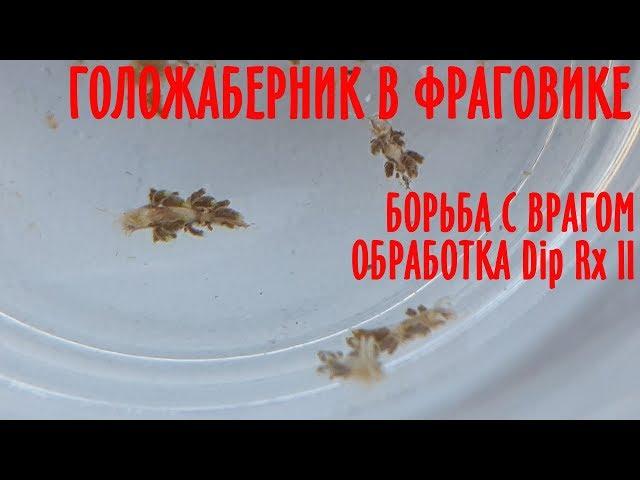 Голожаберник в фраговике. Борьба с врагом. Обработка Dip RX 2.