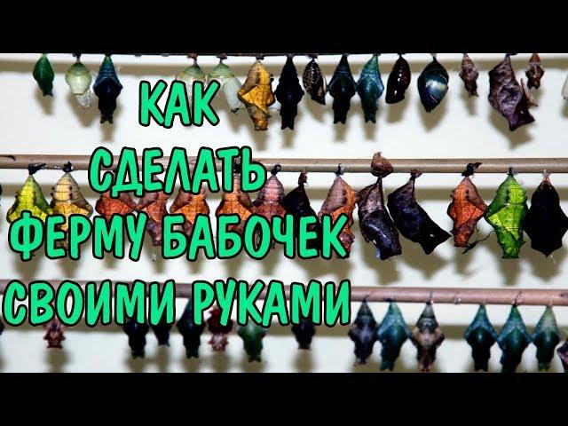 ФЕРМА БАБОЧЕК СВОИМИ РУКАМИ . FARM BUTTERFLY DIY