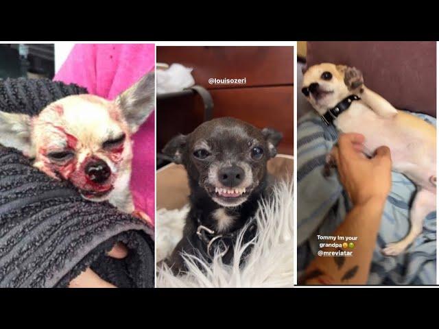 MREVIATAR TIKTOK COMPILATION CHIHUAHUA | Niki the angry chihuahua dog | #chihuahua #mreviatar