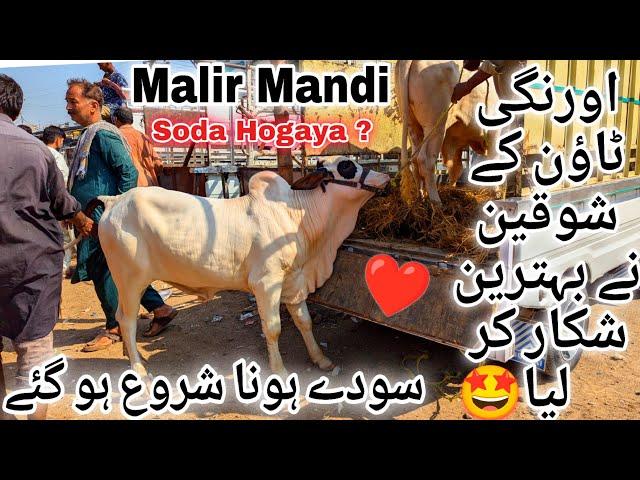 Malir Mandi Karachi Cattle Latest Rates Update 24 September 2024 | Cow Mandi 2024